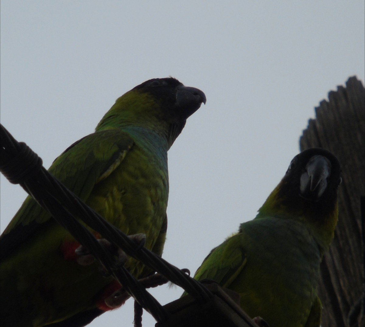 クロガミインコ - ML644009048