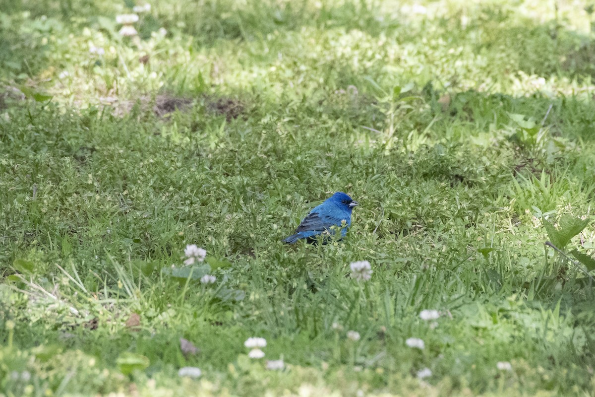 Indigo Bunting - ML644009054