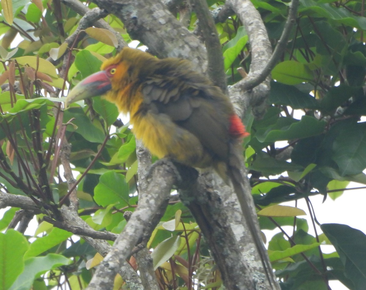 Saffron Toucanet - ML644009058
