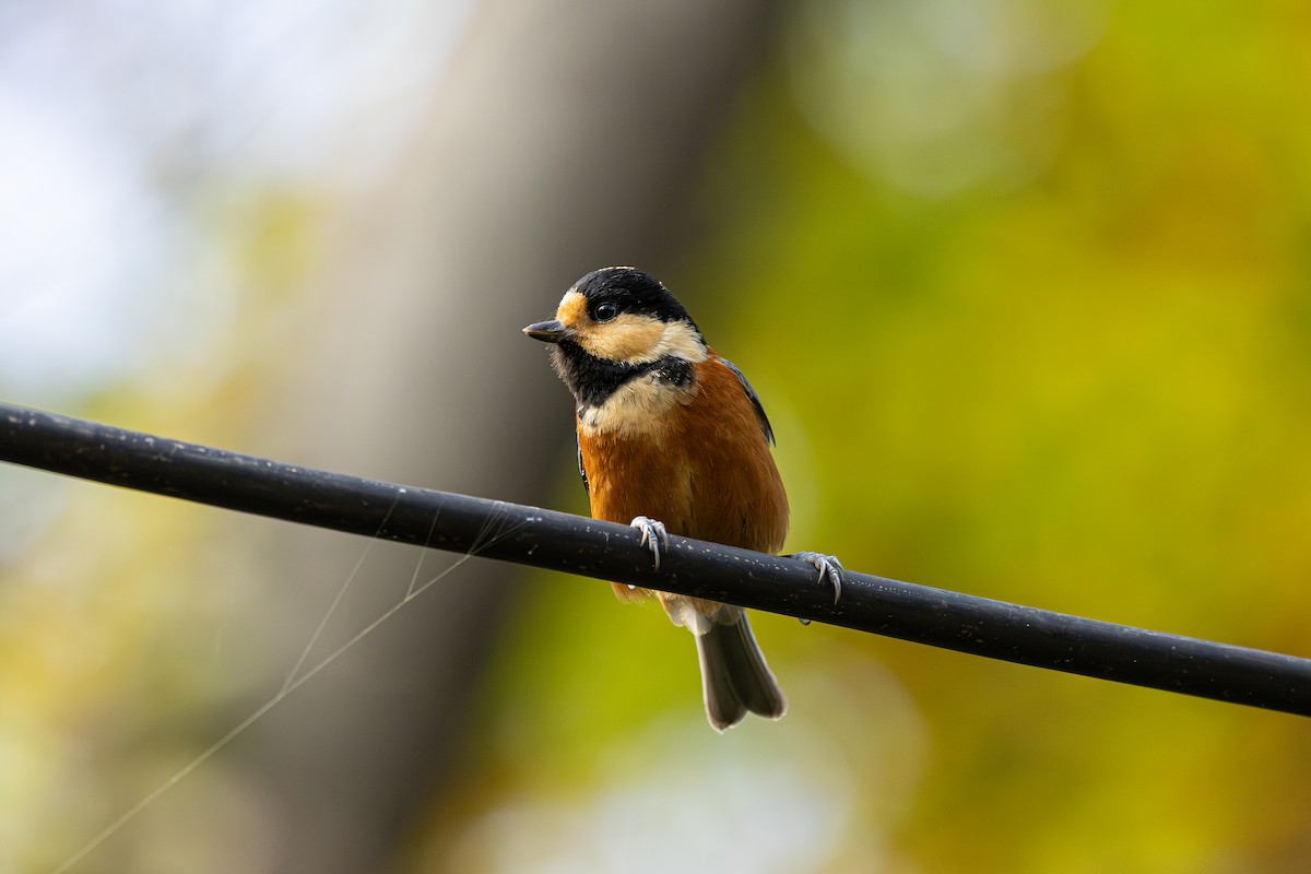 Mésange variée - ML644009060