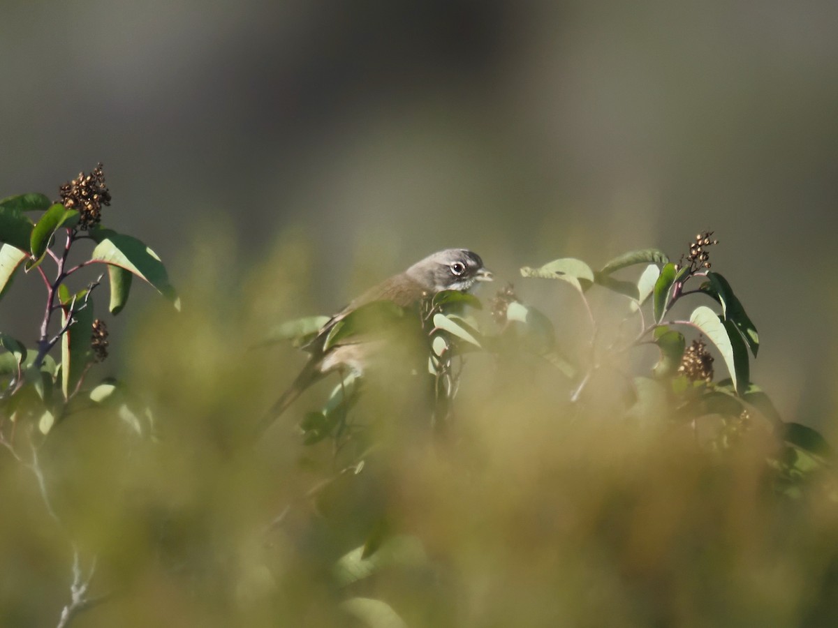 Bruant de Bell (belli) - ML644009063