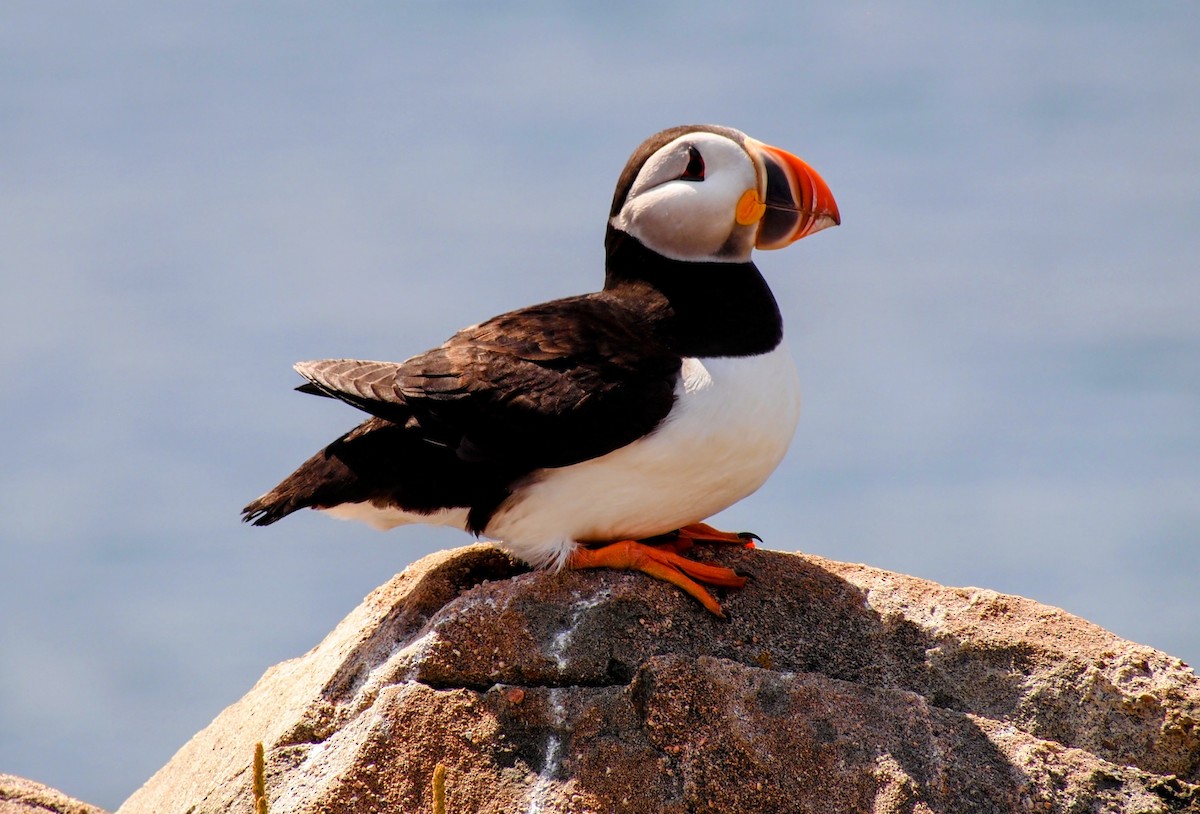 Atlantic Puffin - ML644009072