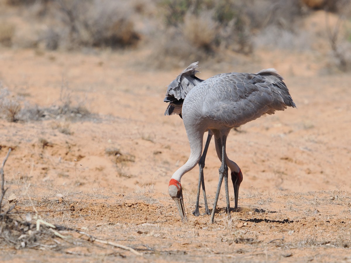 Brolga - ML644009076