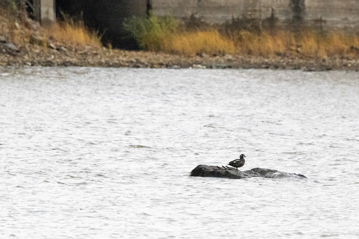 Harlequin Duck - ML644009104