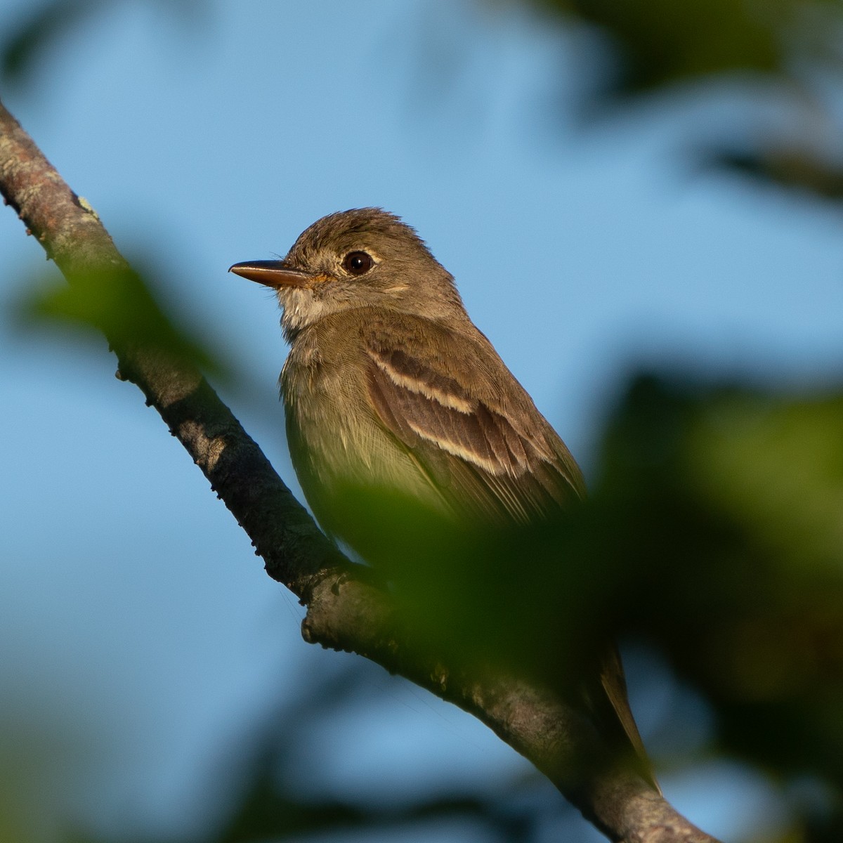 Alder Flycatcher - ML644009115