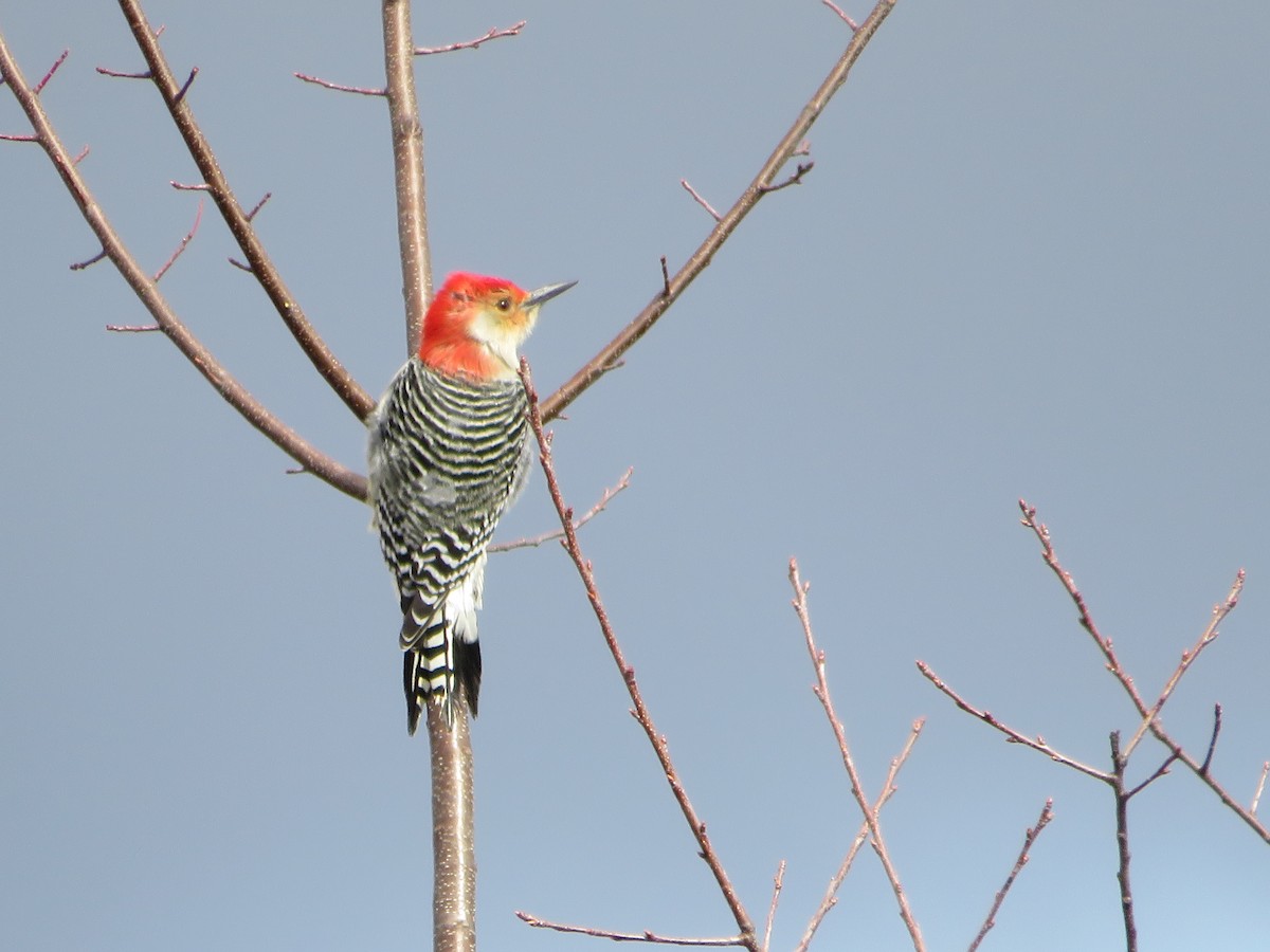 Red-bellied Woodpecker - ML644009131