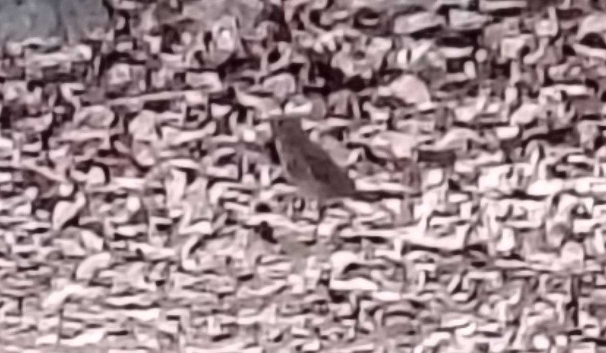 Hermit Thrush - ML644009138