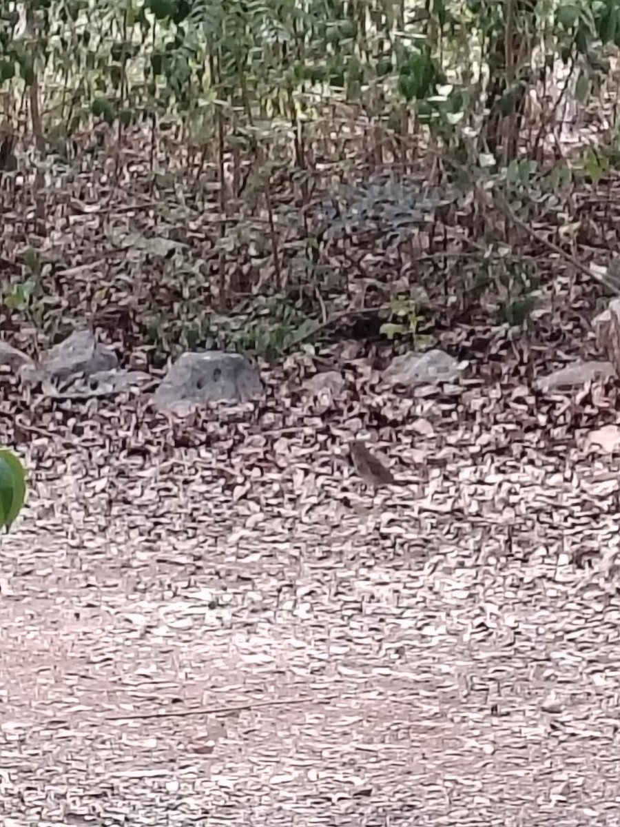 Hermit Thrush - ML644009139