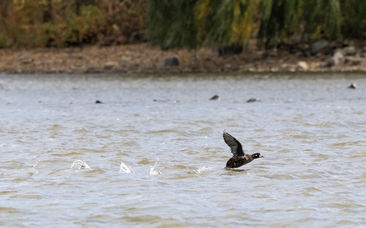 Harlequin Duck - ML644009148