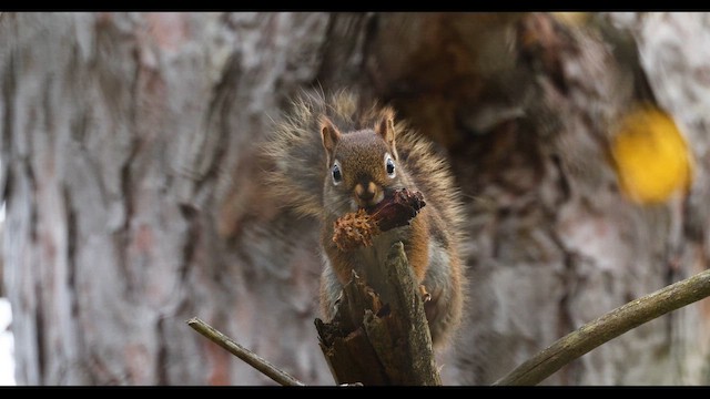 Amerika Kızıl Sincabı - ML644009150