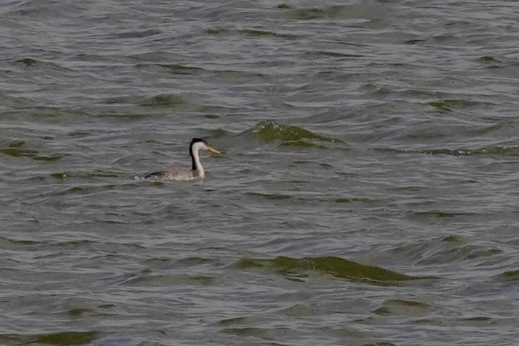 Western Grebe - ML644009160