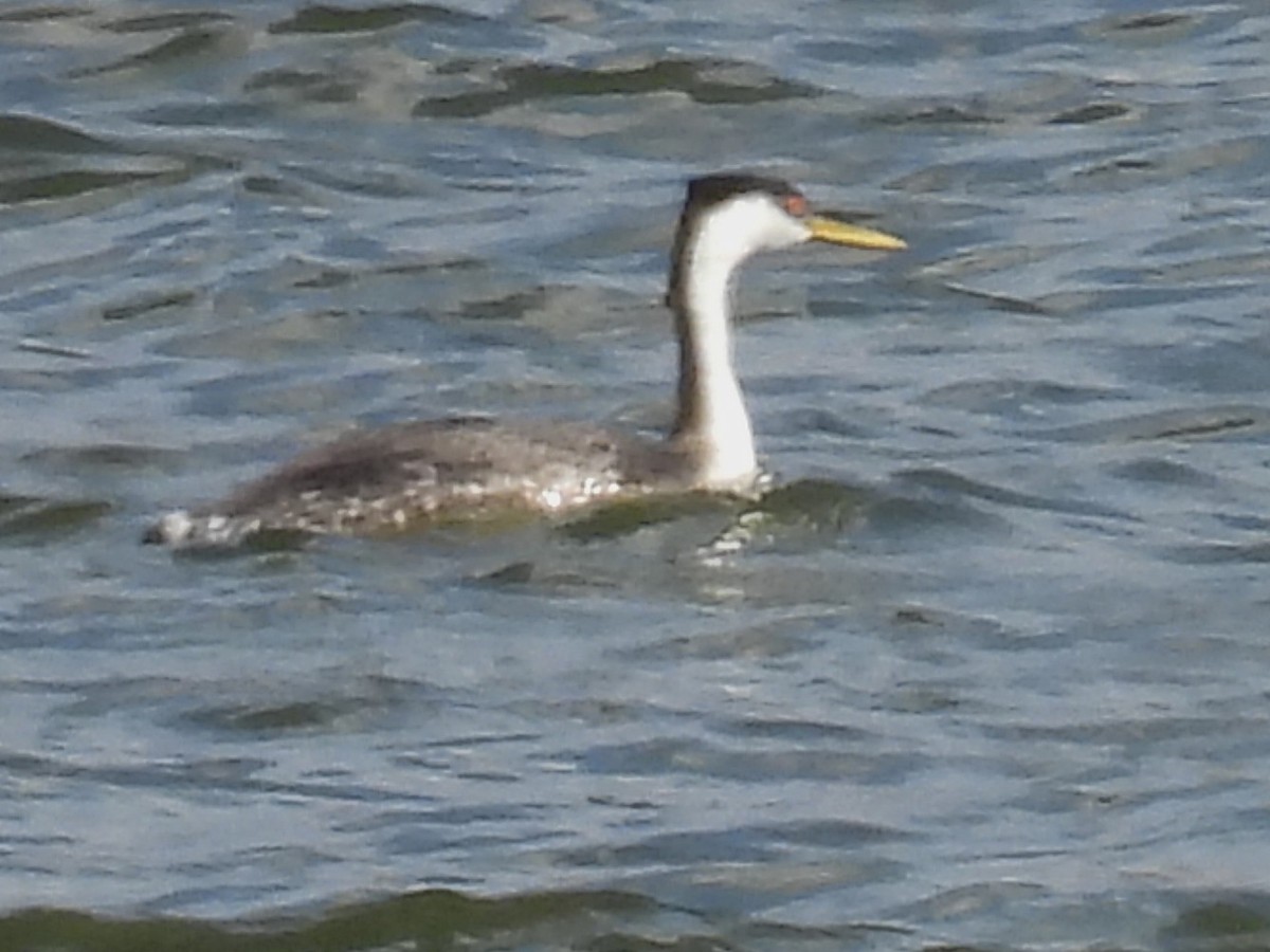 Western Grebe - ML644009174