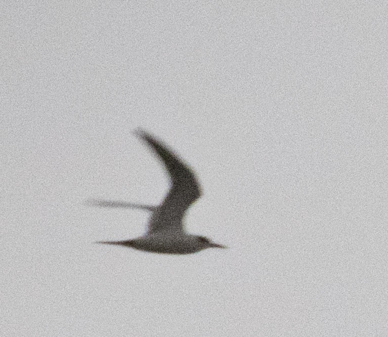 Common Tern - ML644009185