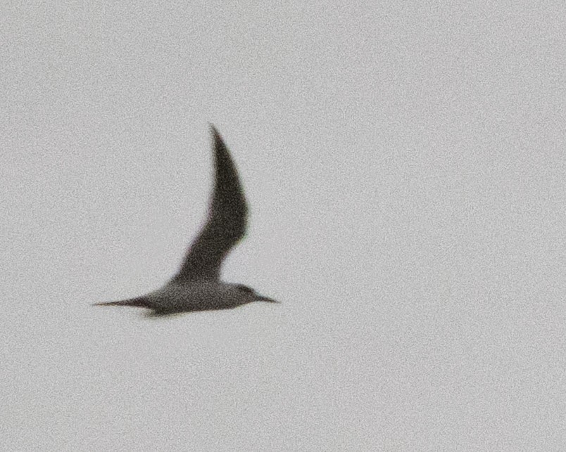 Common Tern - ML644009186