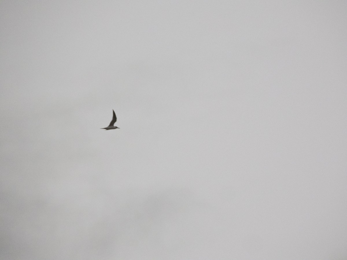 Common Tern - ML644009187