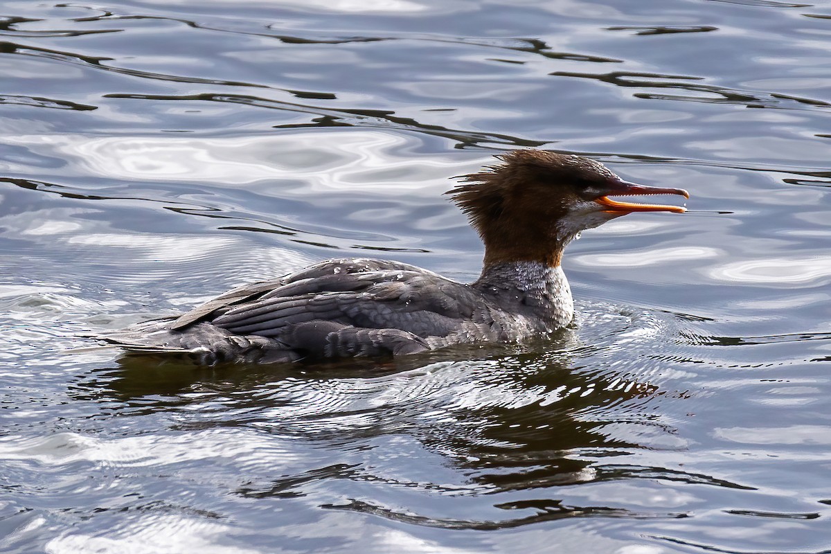 Common Merganser (North American) - ML644009202