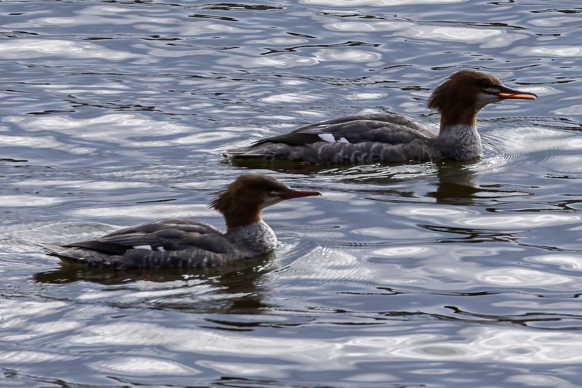 Common Merganser (North American) - ML644009203