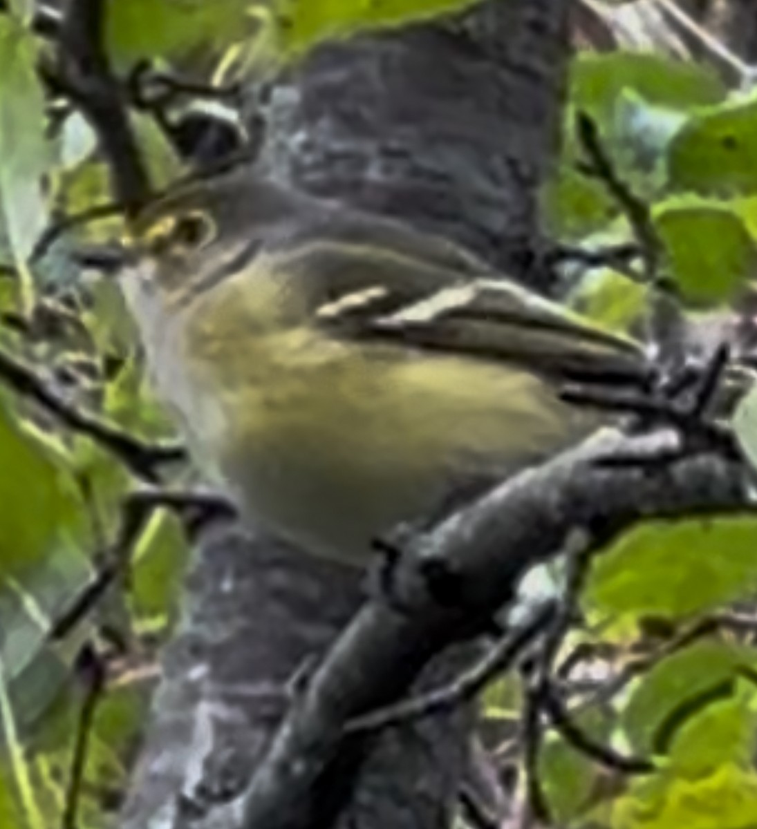 White-eyed Vireo - ML644009216