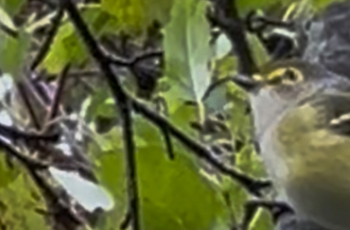 White-eyed Vireo - ML644009217