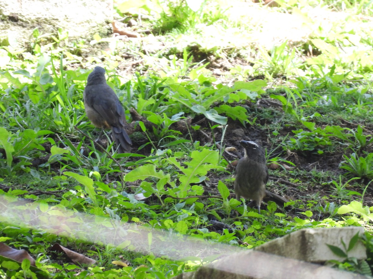 Cinnamon-bellied Saltator - ML644009219