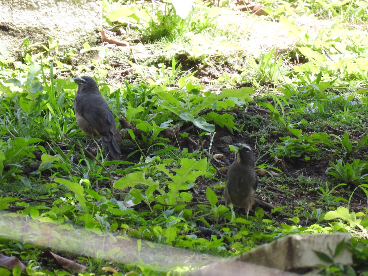 Cinnamon-bellied Saltator - ML644009220