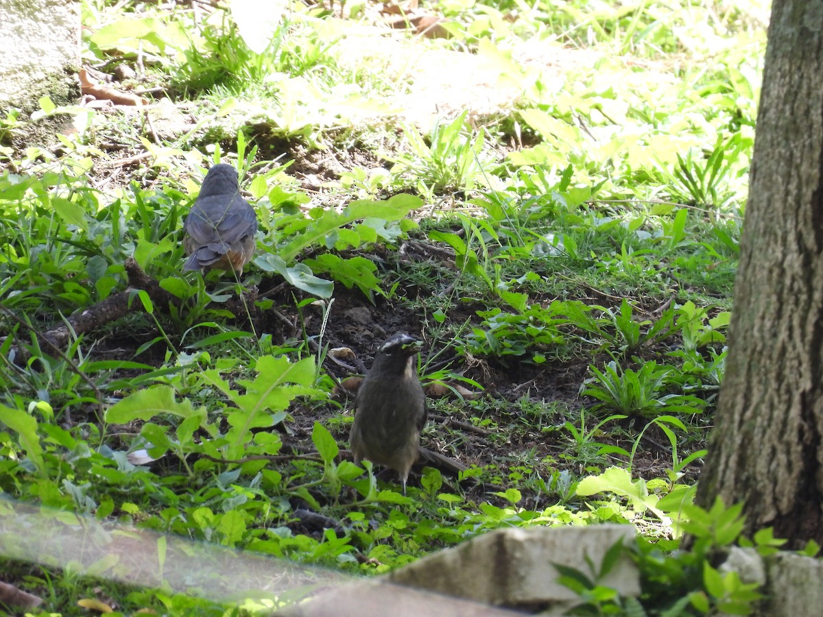 Cinnamon-bellied Saltator - ML644009221