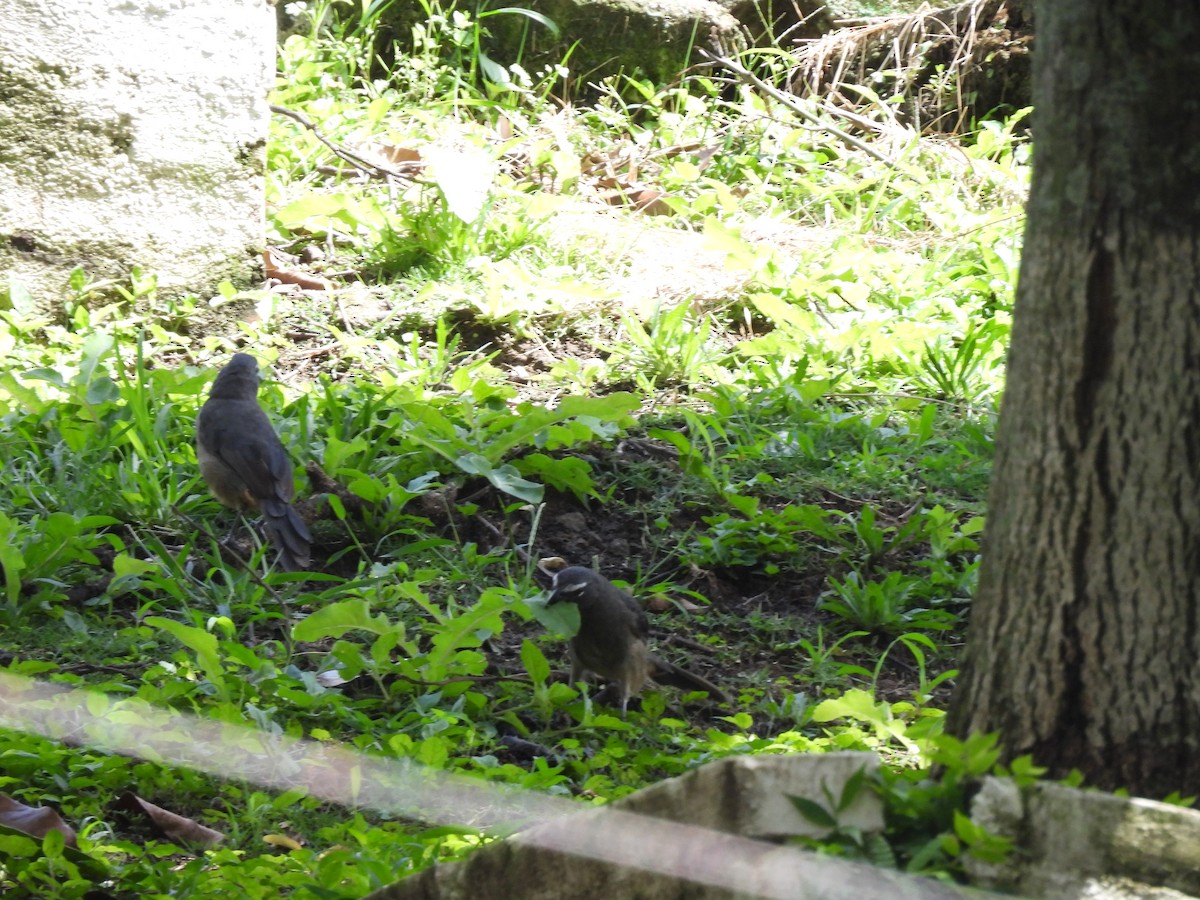 Cinnamon-bellied Saltator - ML644009222