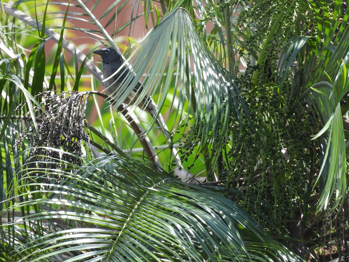 Cinnamon-bellied Saltator - ML644009223