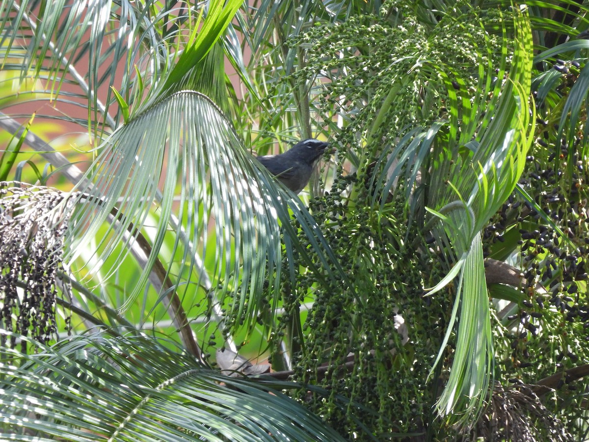Cinnamon-bellied Saltator - ML644009224
