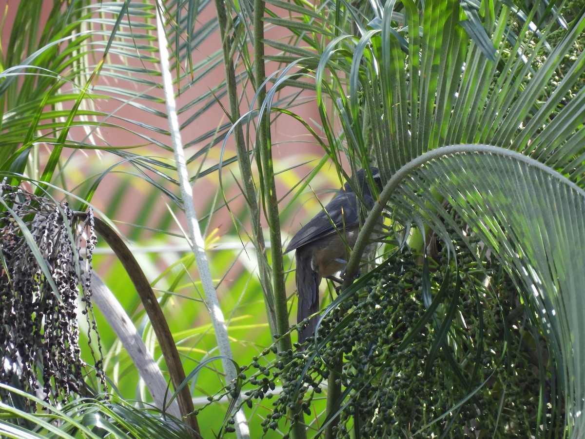 Cinnamon-bellied Saltator - ML644009226