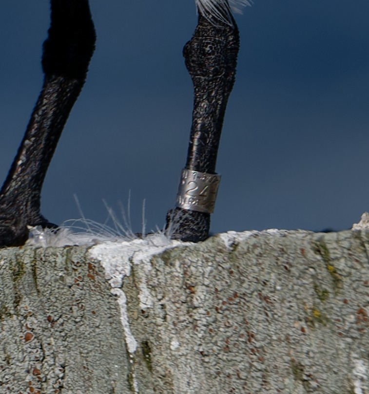 Royal Tern - ML644009235