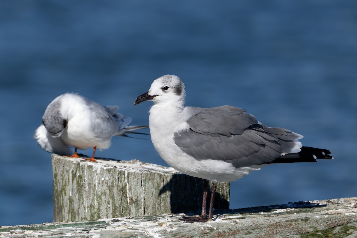 Laughing Gull - ML644009241