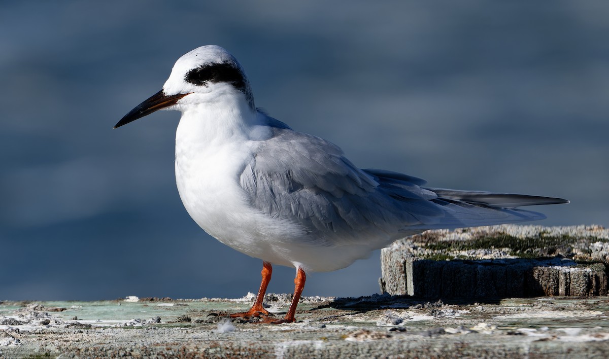 Forster's Tern - ML644009242