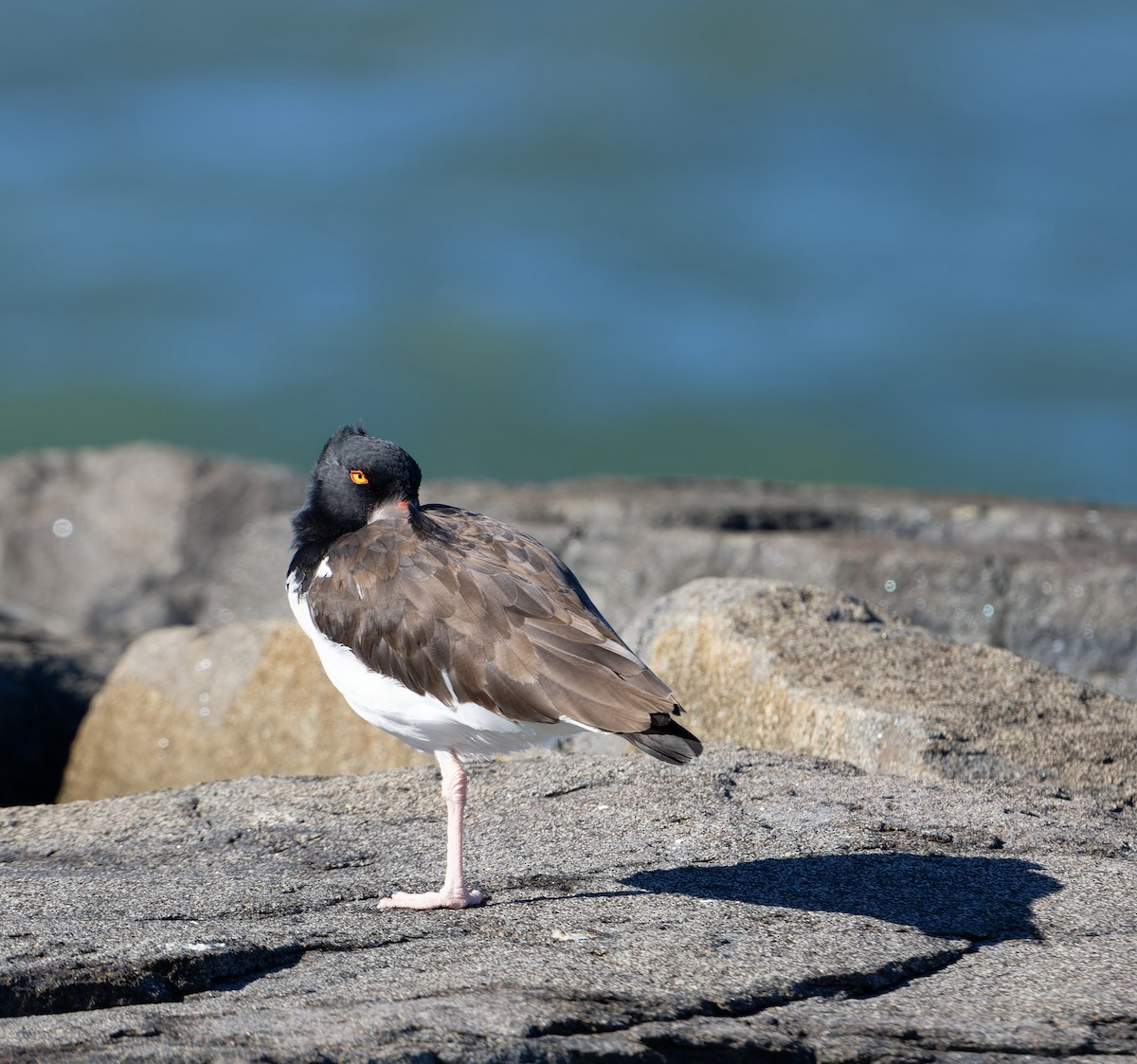 American Oystercatcher - ML644009264