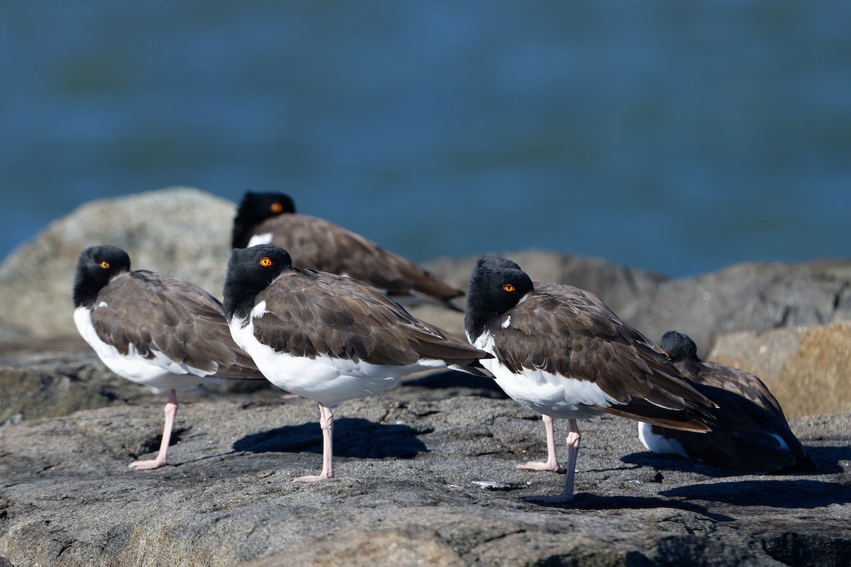 American Oystercatcher - ML644009265