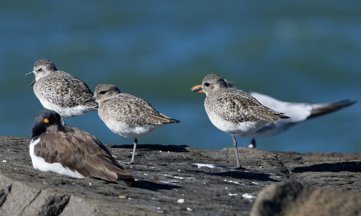 Black-bellied Plover - ML644009268