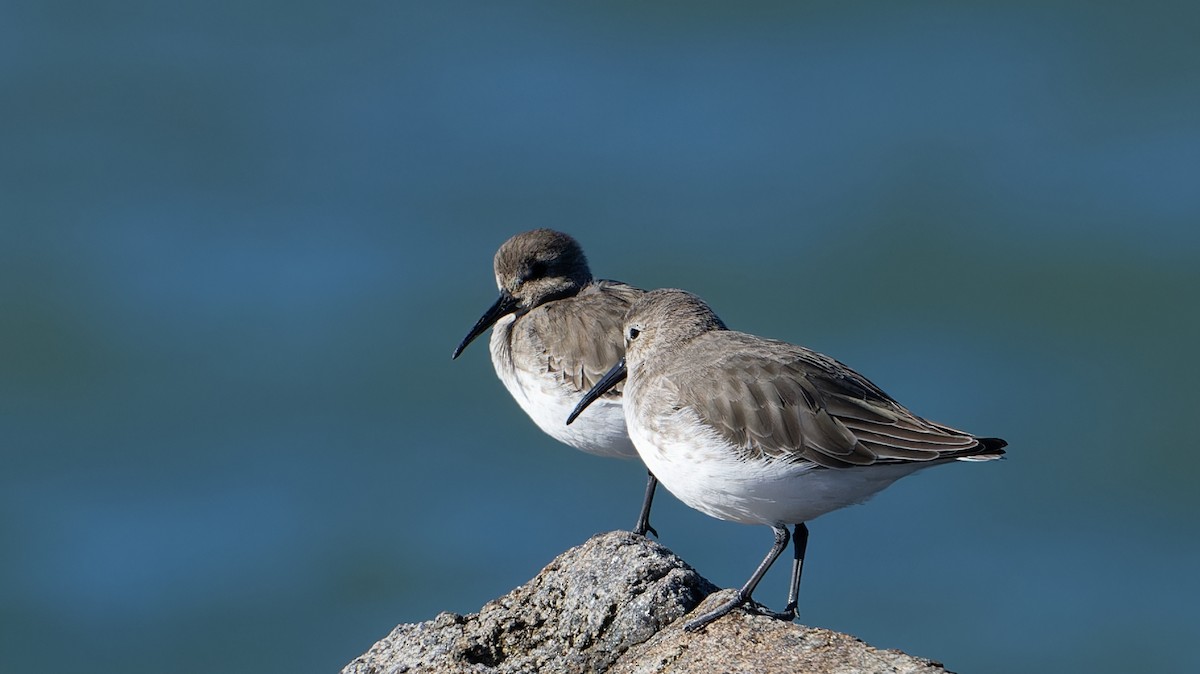 Dunlin - ML644009272