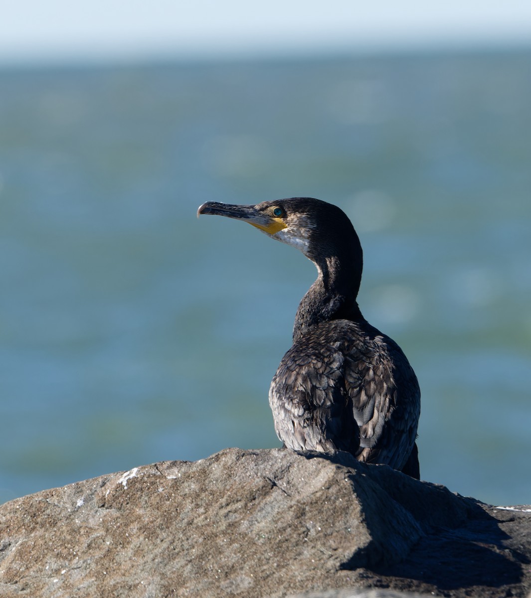 Great Cormorant - ML644009279