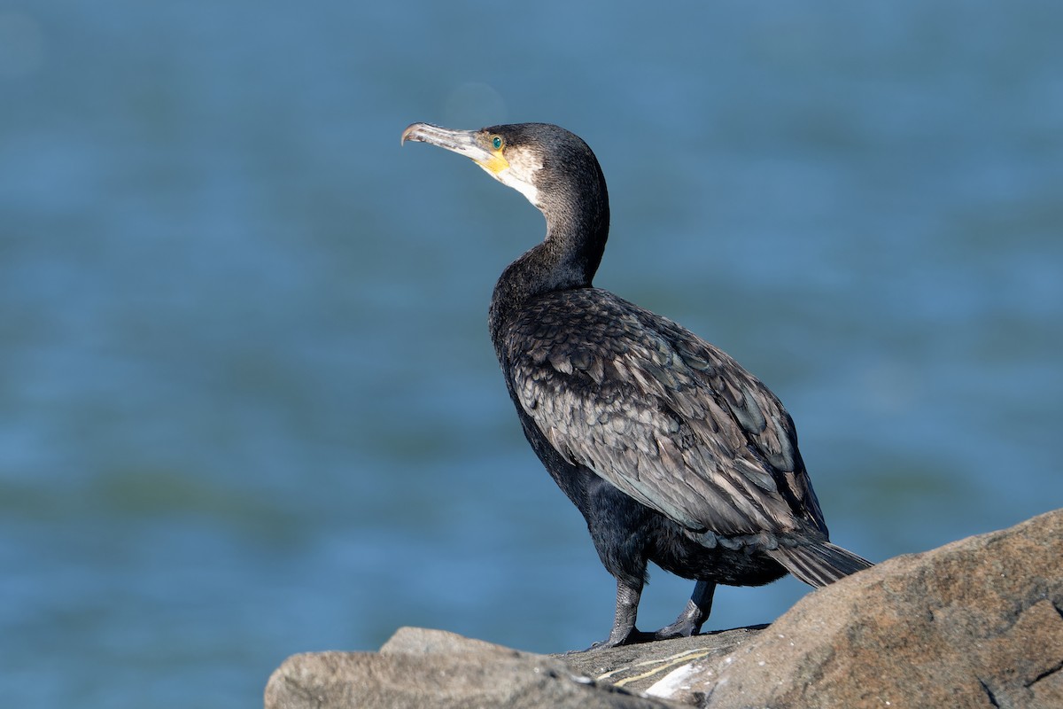 Great Cormorant - ML644009280