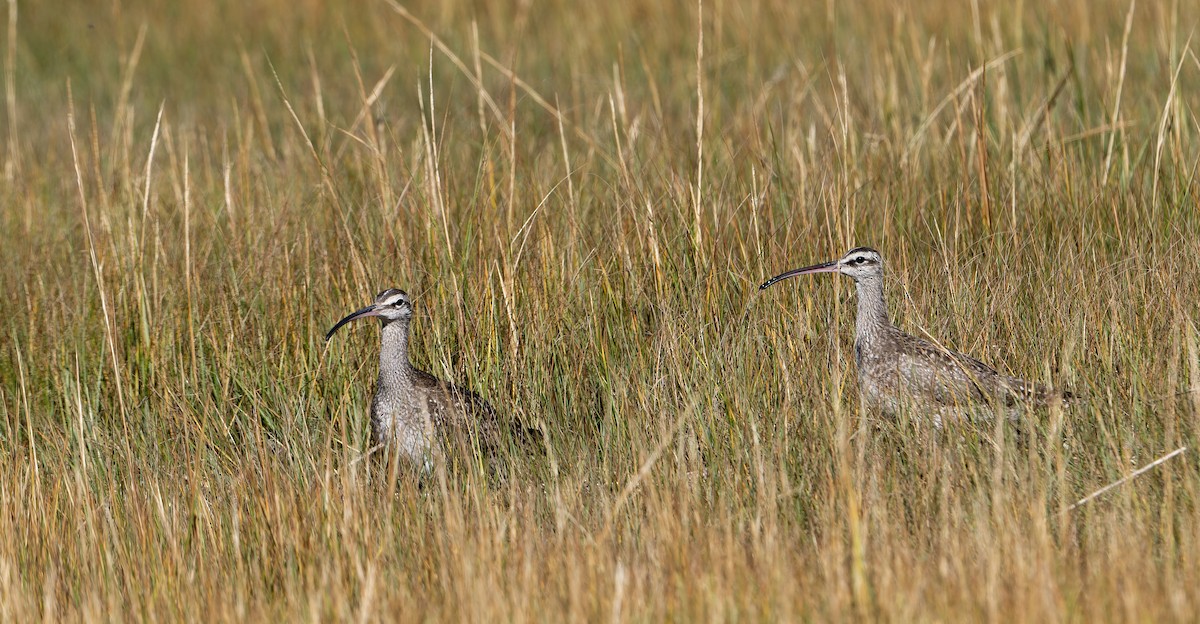 Hudsonian Whimbrel - ML644009291