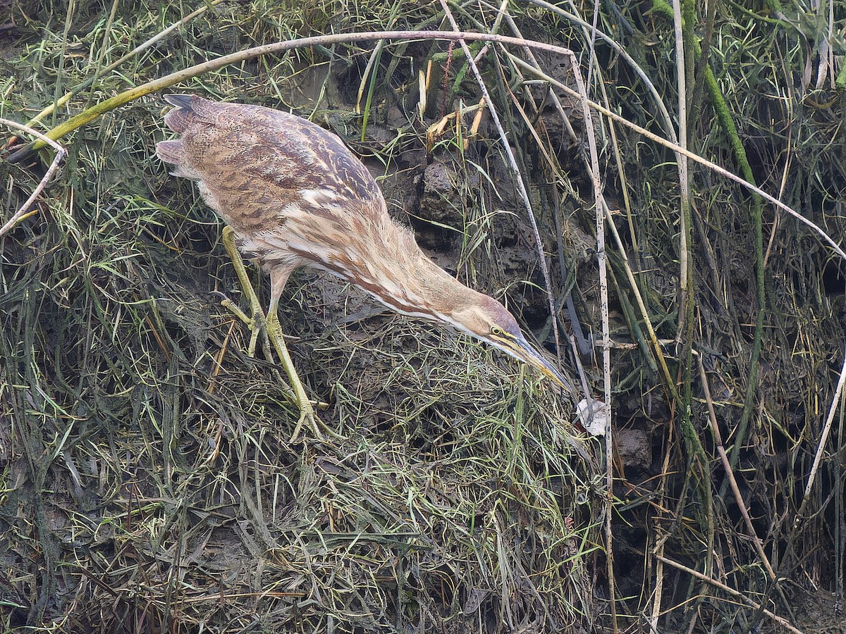 amerikarørdrum - ML644009292