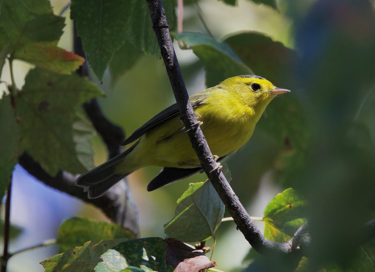 Wilson's Warbler - ML644009293
