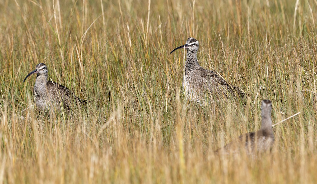 Hudsonian Whimbrel - ML644009294