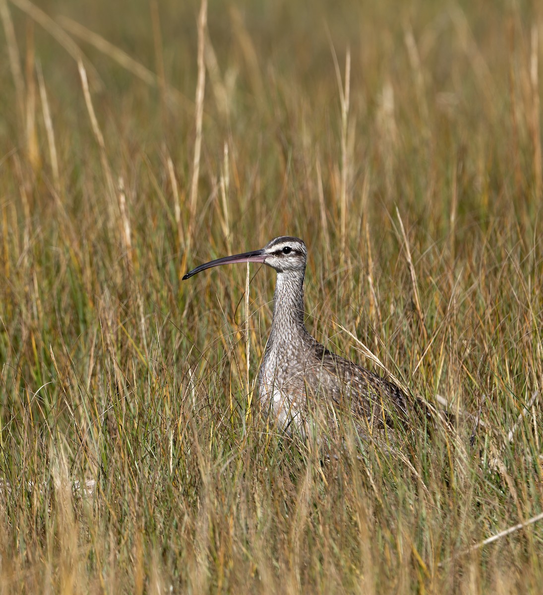 Hudsonian Whimbrel - ML644009296