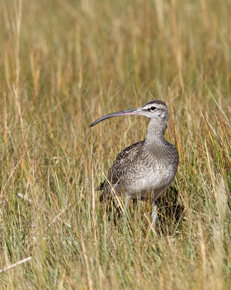 Hudsonian Whimbrel - ML644009298