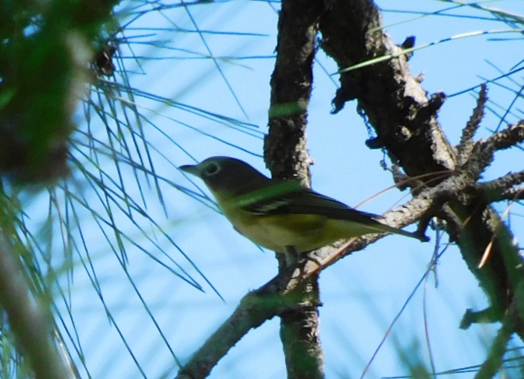 Graukopfvireo - ML644009301