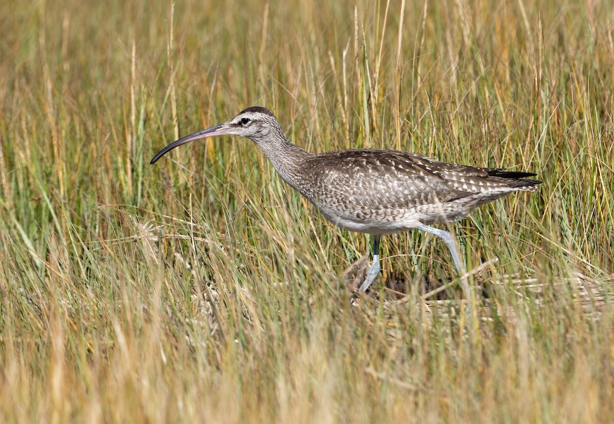 Hudsonian Whimbrel - ML644009302