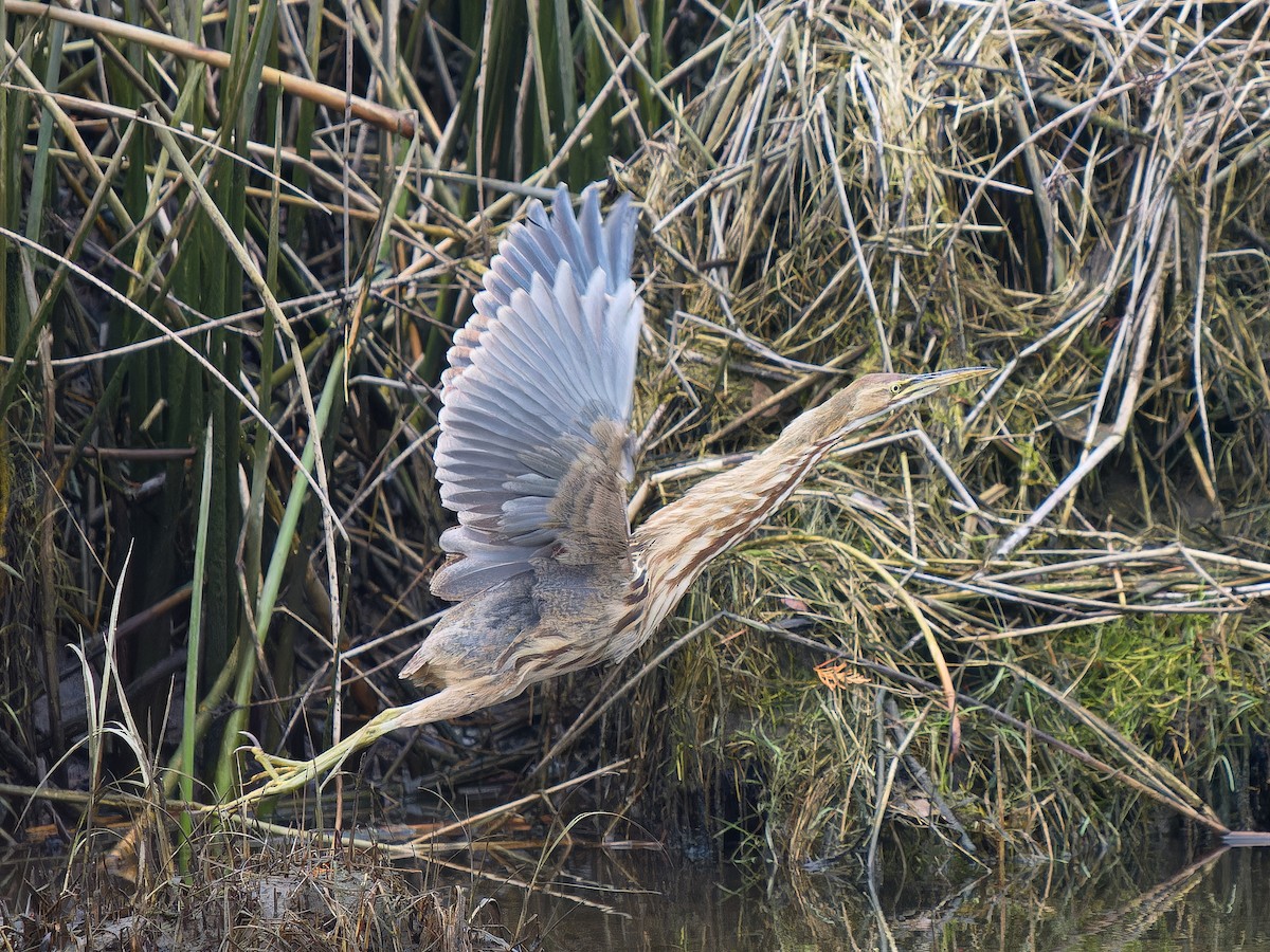 amerikarørdrum - ML644009307