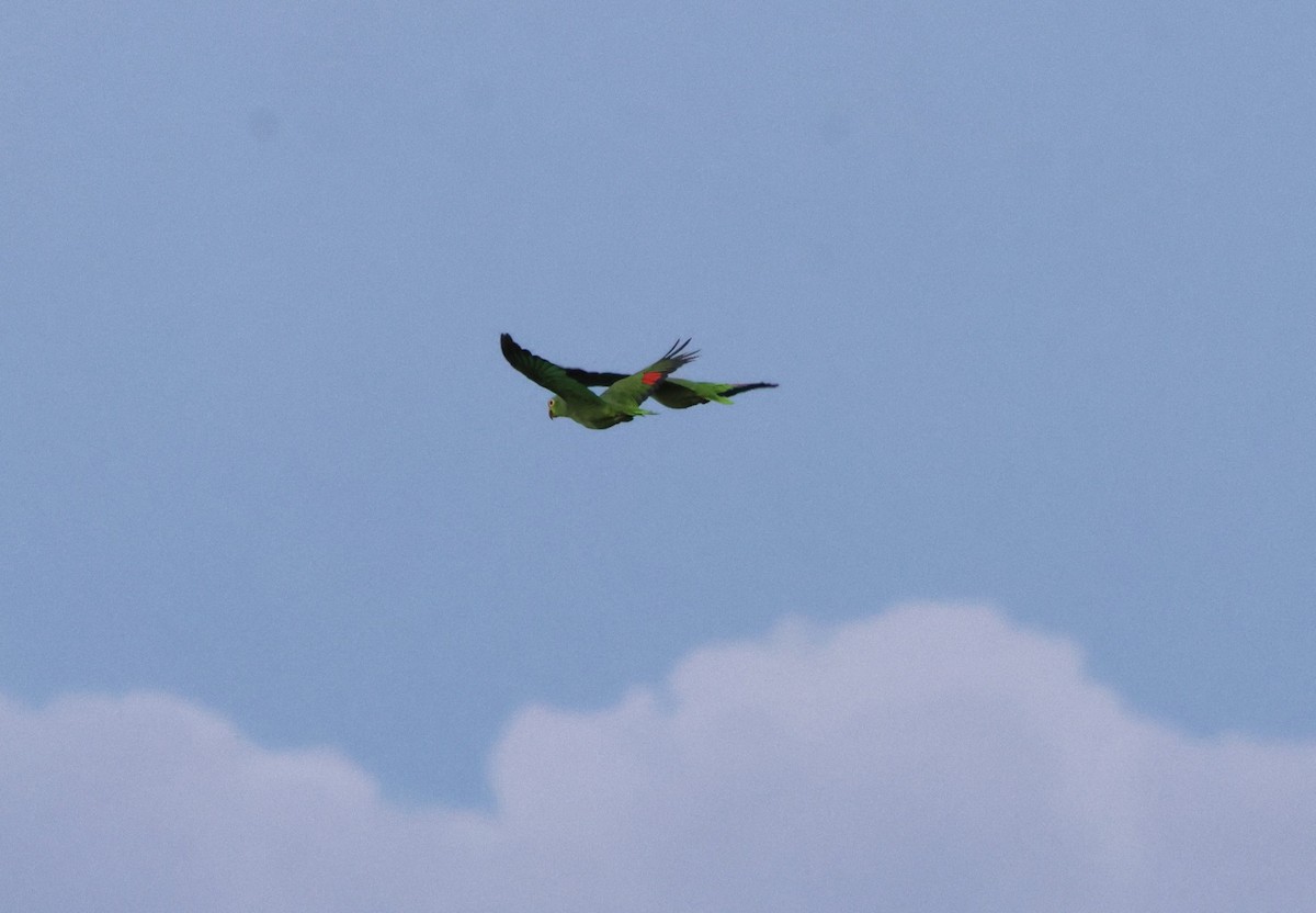 Amazona Frentirroja (autumnalis/salvini) - ML644009311