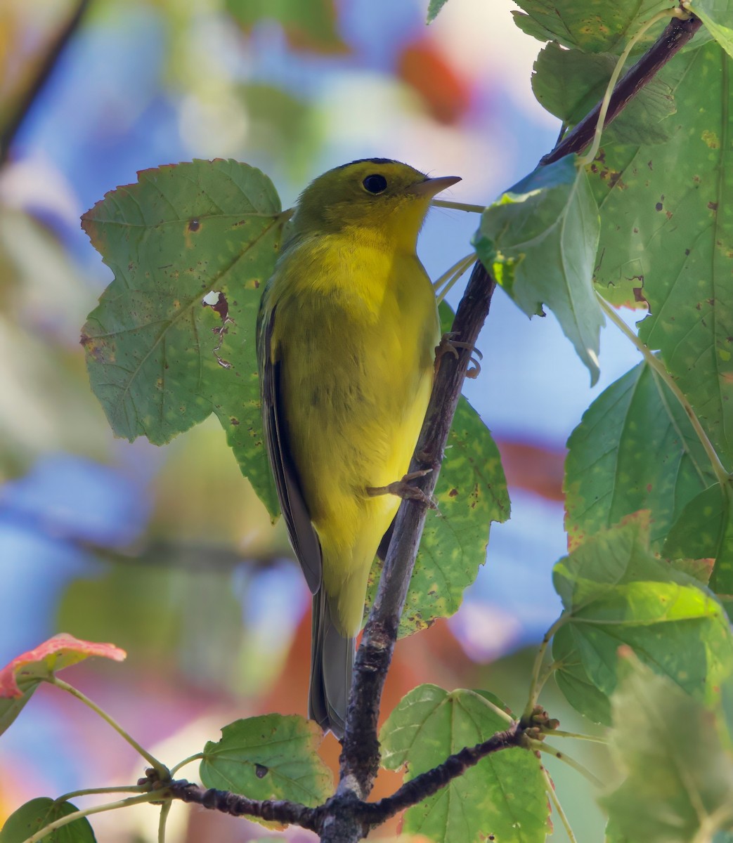 Wilson's Warbler - ML644009312